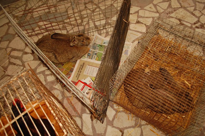 expo_acpara_duminica_2013_ (27) - Expo 2013 Arges Sambata