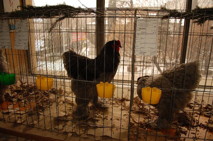 expo_acpara_duminica_2013_ (40) - Expo 2013 Arges Sambata