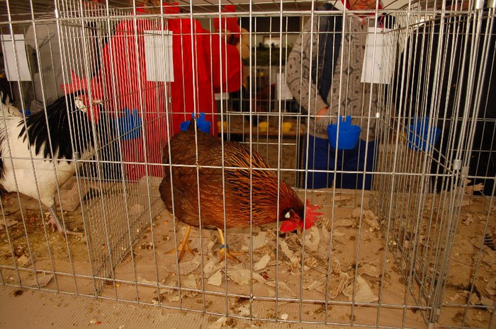 expo_acpara_duminica_2013_ (47) - Expo 2013 Arges Sambata