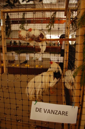 expo_acpara_duminica_2013_ (62) - Expo 2013 Arges Sambata