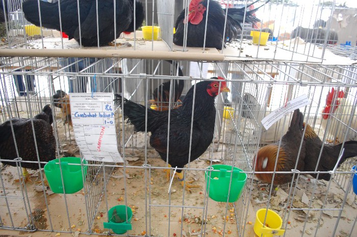 expo_acpara_duminica_2013_ (78)