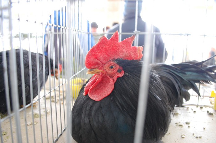 expo_acpara_duminica_2013_ (79)