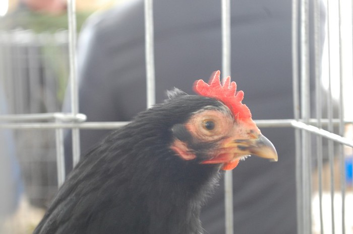 expo_acpara_duminica_2013_ (80)