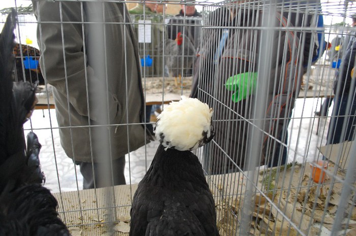 expo_acpara_duminica_2013_ (83)