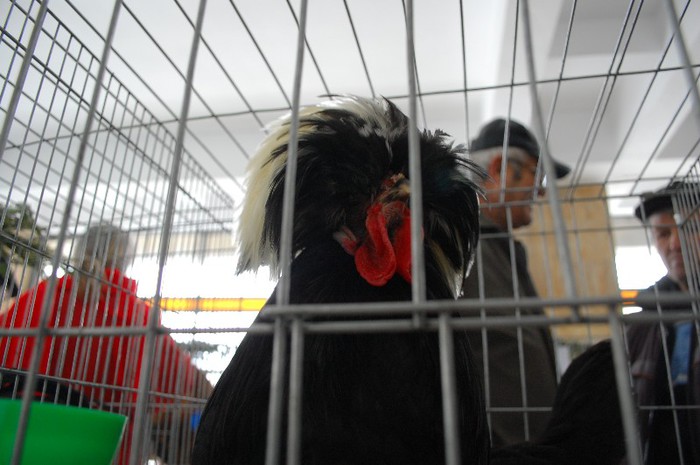 expo_acpara_duminica_2013_ (84)