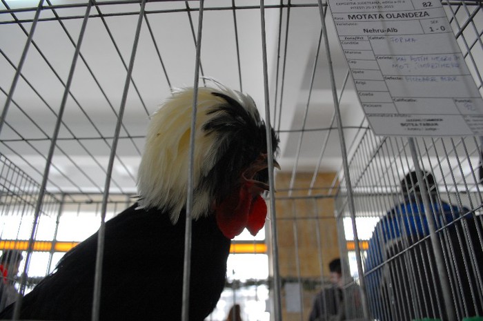 expo_acpara_duminica_2013_ (85)