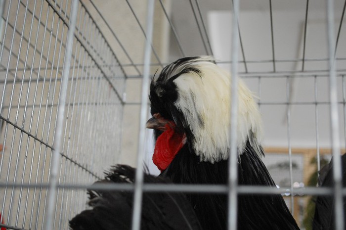 expo_acpara_duminica_2013_ (89)