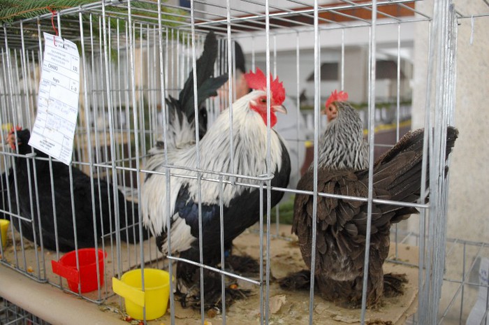 expo_acpara_duminica_2013_ (91)