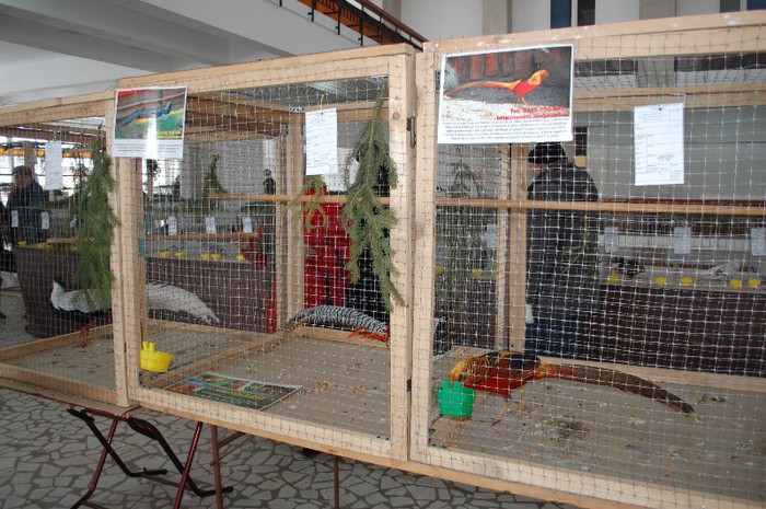 expo_acpara_duminica_2013_ (115)