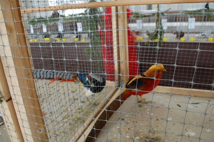 expo_acpara_duminica_2013_ (117) - Expo 2013 Arges duminica