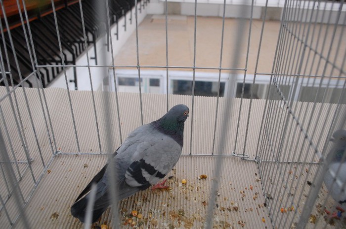 expo_acpara_duminica_2013_ (127) - Expo 2013 Arges duminica