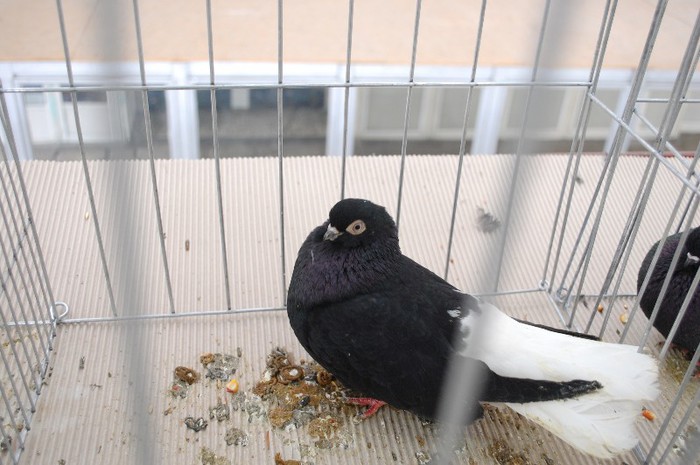 expo_acpara_duminica_2013_ (132) - Expo 2013 Arges duminica