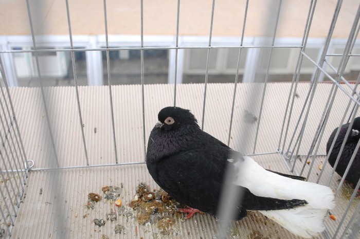 expo_acpara_duminica_2013_ (134) - Expo 2013 Arges duminica