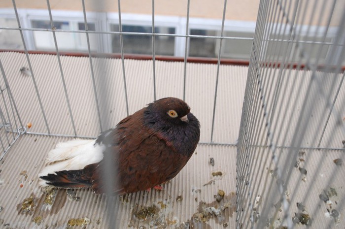 expo_acpara_duminica_2013_ (135) - Expo 2013 Arges duminica