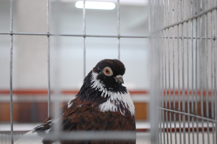 expo_acpara_duminica_2013_ (138) - Expo 2013 Arges duminica