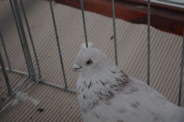 expo_acpara_duminica_2013_ (153)