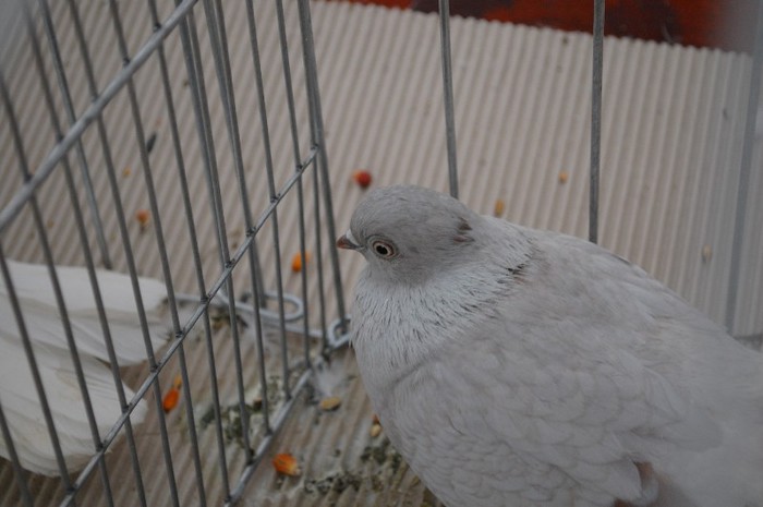 expo_acpara_duminica_2013_ (156)