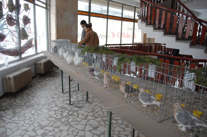 expo_acpara_duminica_2013_ (191)