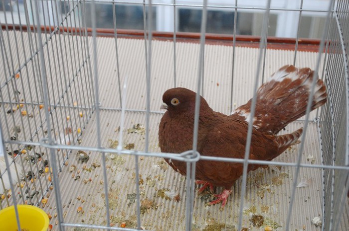 expo_acpara_duminica_2013_ (205) - Expo 2013 Arges duminica