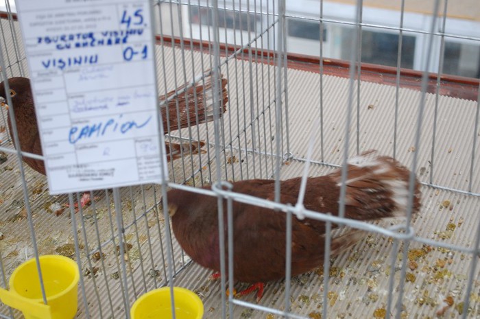 expo_acpara_duminica_2013_ (206) - Expo 2013 Arges duminica