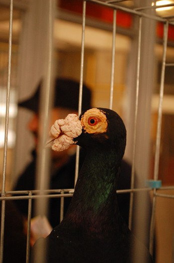 expo_acpara_duminica_2013_ (217) - Expo 2013 Arges duminica