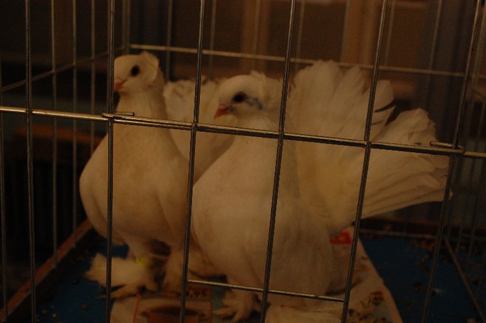 expo_acpara_duminica_2013_ (227) - Expo 2013 Arges duminica