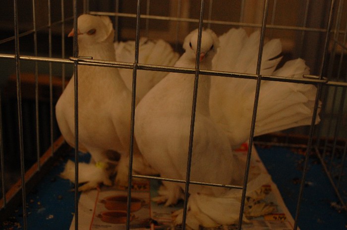 expo_acpara_duminica_2013_ (230) - Expo 2013 Arges duminica