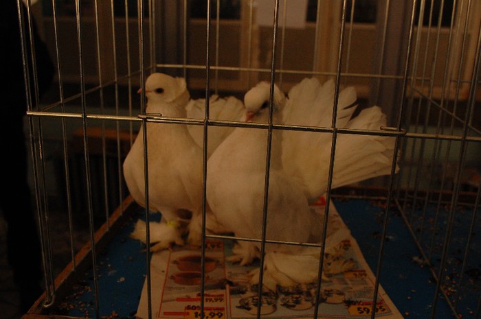 expo_acpara_duminica_2013_ (232) - Expo 2013 Arges duminica