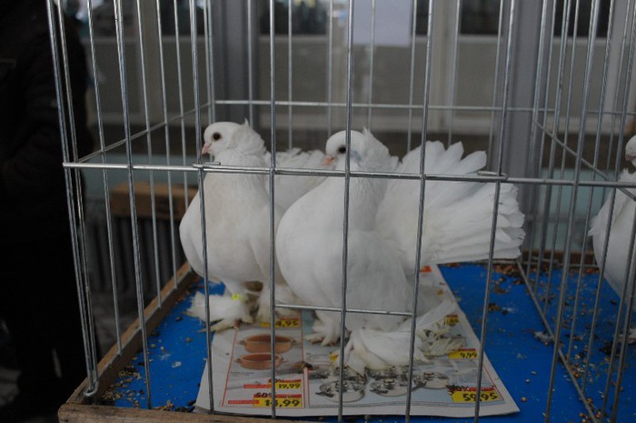 expo_acpara_duminica_2013_ (233) - Expo 2013 Arges duminica