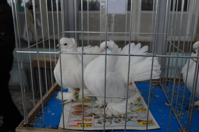 expo_acpara_duminica_2013_ (234) - Expo 2013 Arges duminica