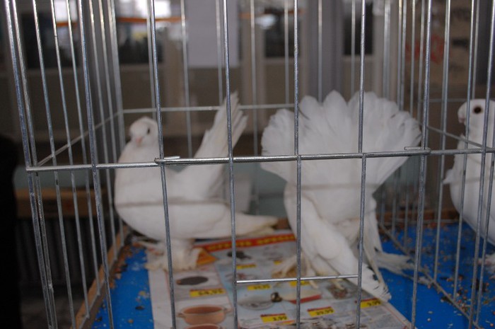 expo_acpara_duminica_2013_ (235) - Expo 2013 Arges duminica