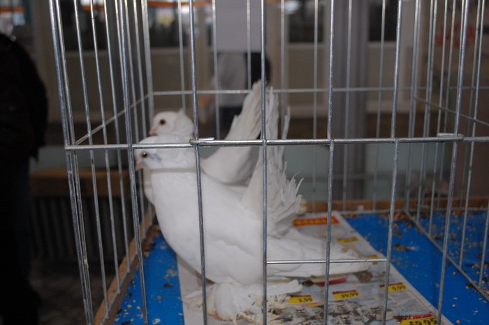 expo_acpara_duminica_2013_ (237) - Expo 2013 Arges duminica