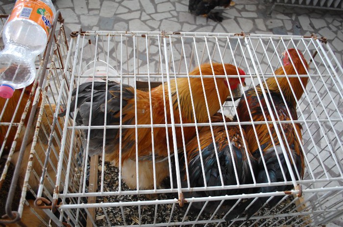 expo_acpara_duminica_2013_ (243) - Expo 2013 Arges duminica