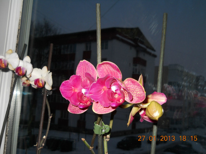 26.01.2013 025 - IANUARIE 2013