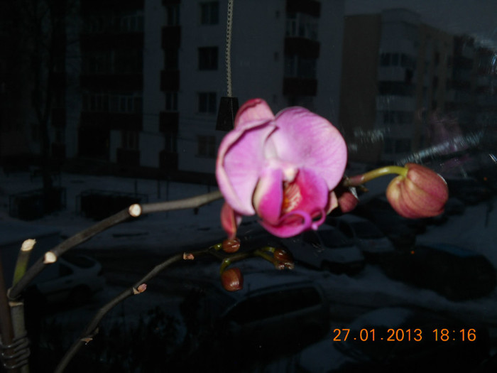 26.01.2013 030 - IANUARIE 2013