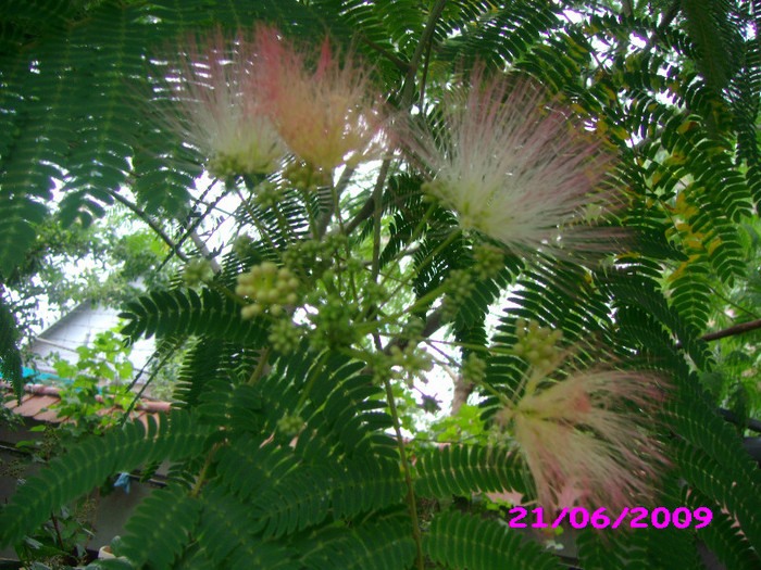 Albizzia de vanzare (arborele de matase); Un arbore magnific, avand flori roz placut mirositoare. Pretul functie de marime 20-50 ron
