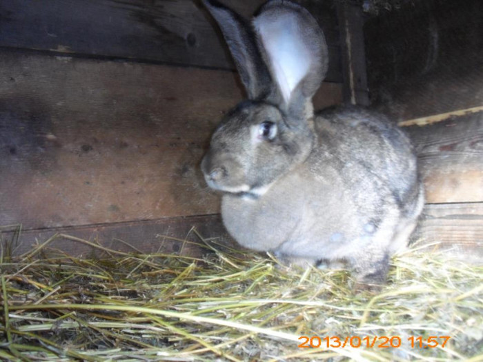 711027_534692383231658_1510061360_n - Copy - Copy