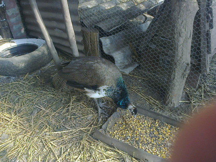 PAUN STANDARD 8 LUNI