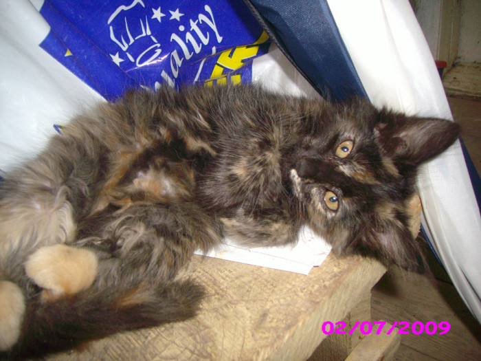 Pufoasa, mama lor - Pisoiasii mei