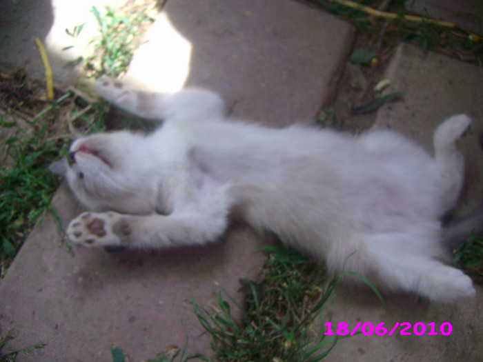 Diana, cazuta la datorie