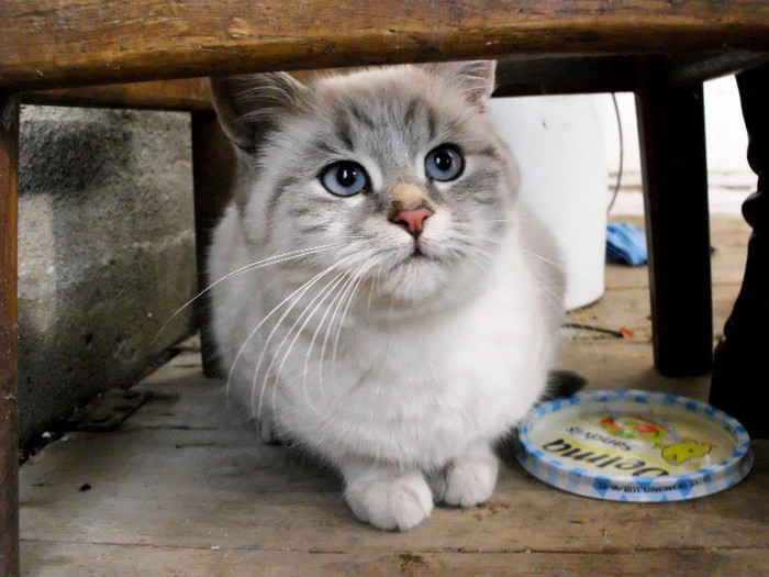 Martipan,ultimul nascut