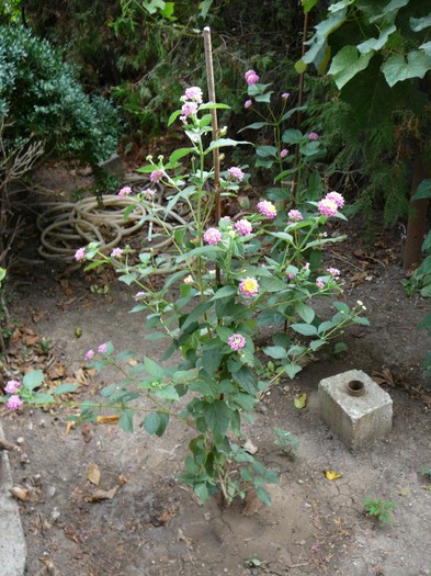 Lantana - gradina in 2012