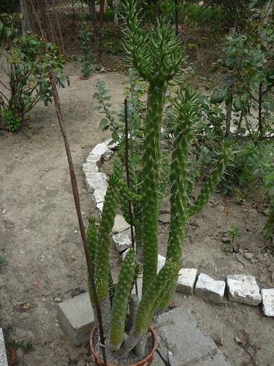 Cylindropuntia - gradina in 2012