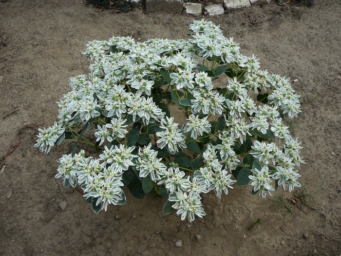 euphorbia marginata - gradina in 2012