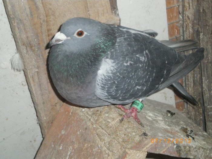 IMGP7915