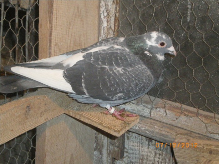 IMGP7917