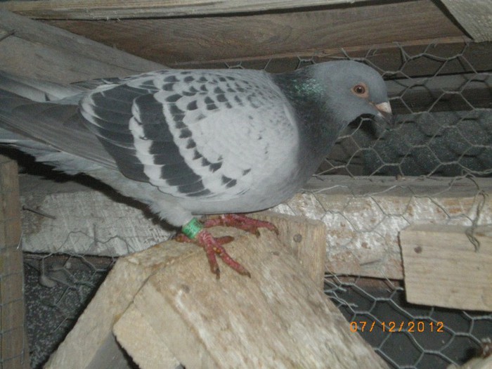 IMGP7918
