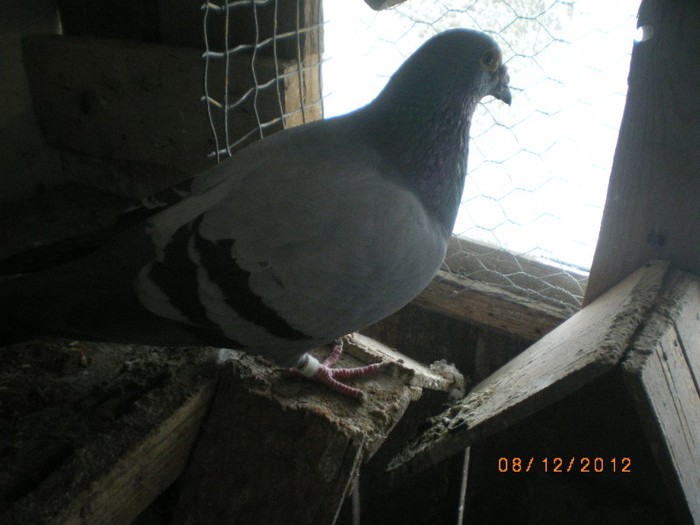 IMGP7920