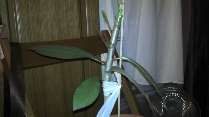 2013-01-22 23.47.39; Plumeria
