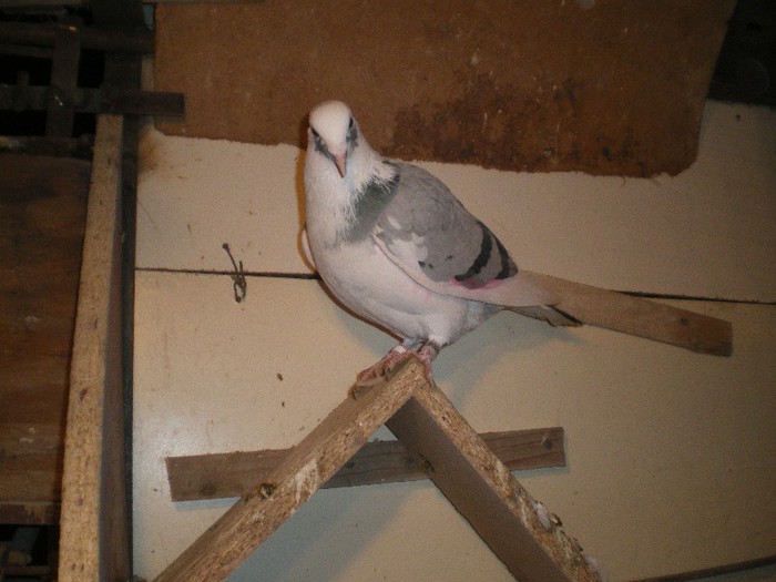 IMGP8084